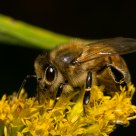 Honeybee on goldenrod